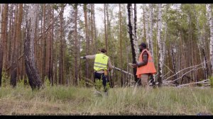 Эти леса под эту музыку - восторг - Zebra -- A. A. Aalto -- Connections