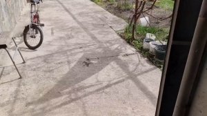 31. Африканская жена второй год с лесным русским. Огоро?