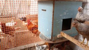 В Новом лето!☀️ Обход птички🐔🦆🪿🐥, сада🌿🌱🌺 и двора 🏡. Приятная новость!👏👏👏