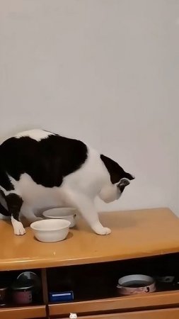 Cat_I’m so hungry,where’s my dinner_😝😹🐈🍔 #youtube #funny #funnyanimals #pets (1)