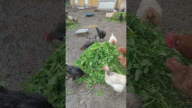 Трава для курочек🐔 в любую погоду