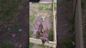 Щенки кофейной таксы, 2 месяца.