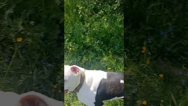 rutube.ru