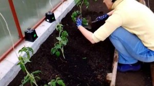 Как посадить переросшую рассаду томатов