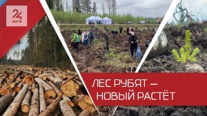 Как в Ленинградской области восстанавливают лес после псевдоэкологов