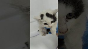 Котята с вокзала в ветклинике.