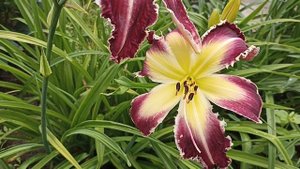 Ещё раз удивил лилейник Абсолют Риппер. Hemerocallis Absolute Ripper.