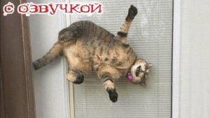 Приколы с Котами и  Кошками-20 минут смеха с озвучкой СМЕШНОЕ ВИДЕО Наши любимые смешные животные!