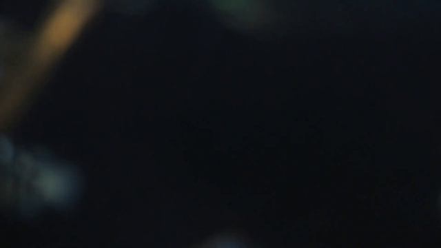 Тест зеркальной камеры SONY A37 |Американские цихлиды в д? смотреть онлайн