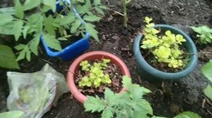 28 мая!🌿 Моя теплица, рассада ждёт тепло, у нас в Сибири холодно!🌨️