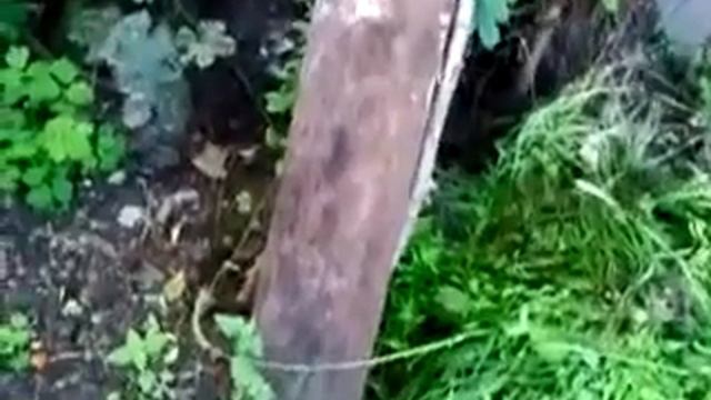 Разбивание помидора в замедленной сьемке номер 1 смотреть онлайн