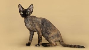 Кошка породы Ликои