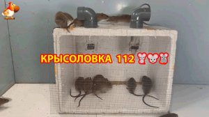 Крысоловка вариант (112) 🐀 Как сделать крысоловку своими руками и поймать кучу крыс 🐀🐁🐀