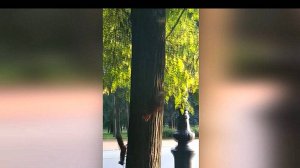 Елагин о-в. белки