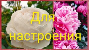 Однажды на Кубани.Нам собраться, только подпоясаться.Круговерть.