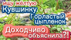Горластый цыпленок. Доходчиво объяснила? Ищу желтую кувшинку.