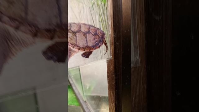 экзотариум