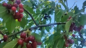 Дача.27.05.25г.Делаю из хаты терем.( звук).