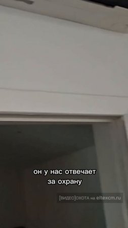 Датчик движения SZ-PIR Eltex. Видео[Охота] на eltexcm.ru