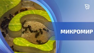 Тагильчанин Дмитрий Барсуков изучает муравьиный мир