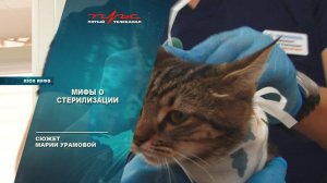 Мифы о стерилизации