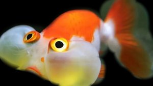 Типичные видео РЖАКА ПОДПИШИСЬ