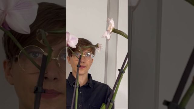 Как выглядят коробочки с семенами орхидей #phalaenopsis #orhids смотреть онлайн