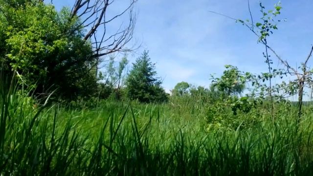 Бормотолог от 15 июня 2024 г. Халзан Крепкое и Ледокол