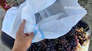 Классический способ давить виноградный сок. 15.09.24. Дач?