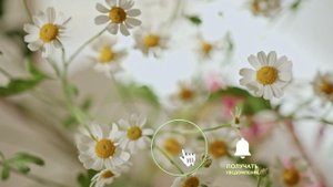 Чай из ромашки: многогранная польза для здоровья