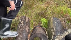 Ловля живородящих ящериц. 2. Наконец-то поймал.