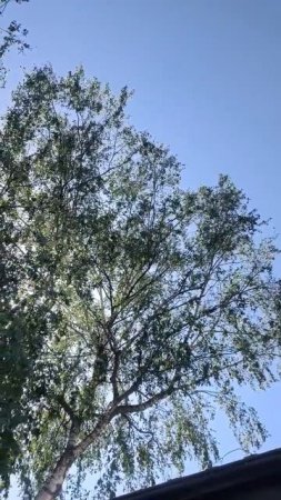 Береза над крышей дома