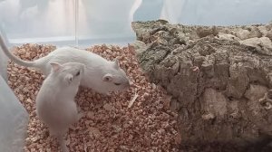 Распаковка. Туннель из коры пробкового дерева для песчанок
