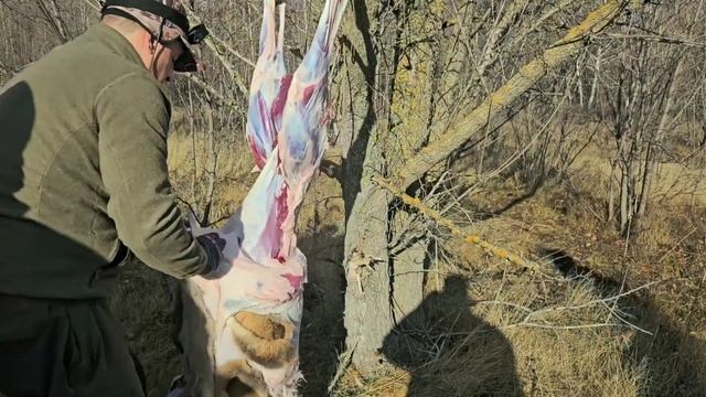 Разделка косули .Как быстро разделать.2024 смотреть онлайн