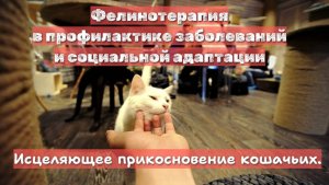 Фелинотерапия в профилактике заболеваний и социальной адаптации.