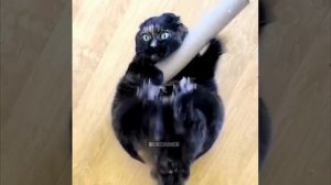 Котейка старается похудеть 🐈🤩👍