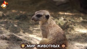 Животный мир планеты – красота и грация созданий Природы 🦁🦚🐵 Выпуск (74) 🐻🦉🦝