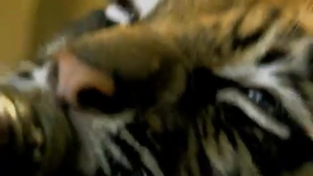 Два брата смотреть онлайн