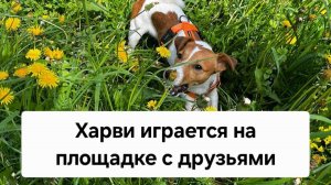 Харви играется на площадке со своими друзьями и подружками🐕🦺