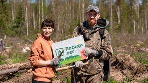 Посадка леса в Удмуртской Республике 17.05.2025 года