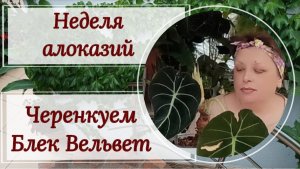 Неделя алоказий. Черенкуем  Блек Вельвет.
