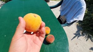 КУРОРТЫ КРАСНОДАРСКОГО КРАЯ! НОВЫЕ ПОДРОБНОСТИ КАК НАС ТРАВЯТ ЕДОЙ!