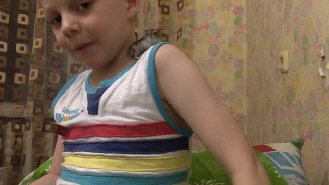 хомяк-агент коди бэмс смотреть онлайн