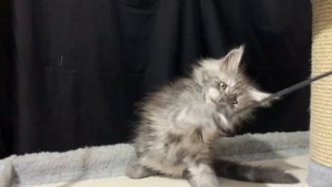 Девочка мейн-кун Герда 2,5 месяца