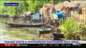 В крупнейшем в мире мангровом лесу потерпел крушение ?