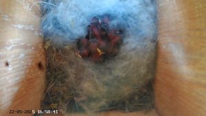 Синичник - День тридцать восьмой (22.05.2025) часть 3