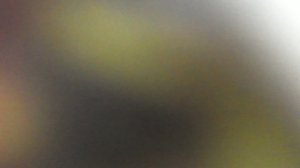 Пришиб осу и рассмотрел её под микроскопом