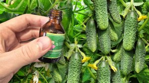 1 Капля и Огурцов нарастает тонна! Срочно дайте огурцам томатам перцу и собирайте урожай вёдрами