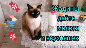 Ладушка🐱обиделась ‼️#смешныекоты #котики #прикольные котики #кошки с озвучкой