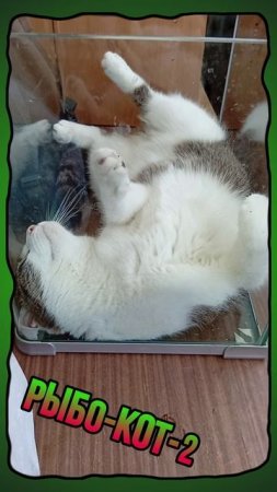 Кот Савелий живет в аквариуме